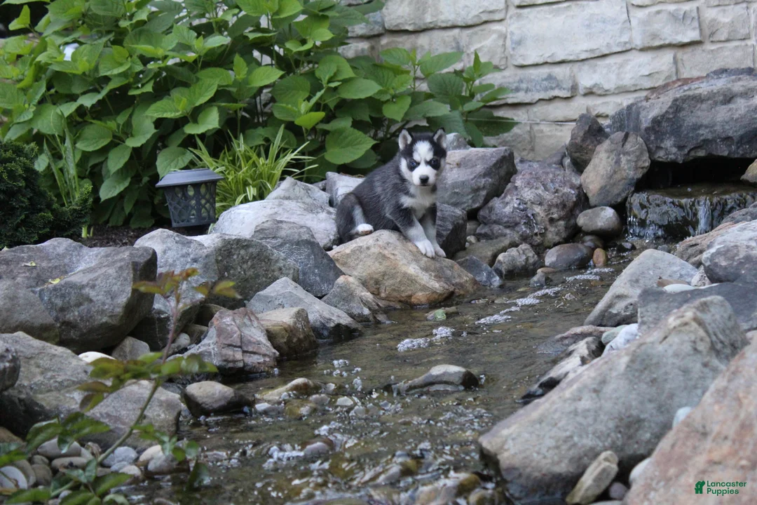 Siberian Husky dogs for sale: Maverick  - Ad 7