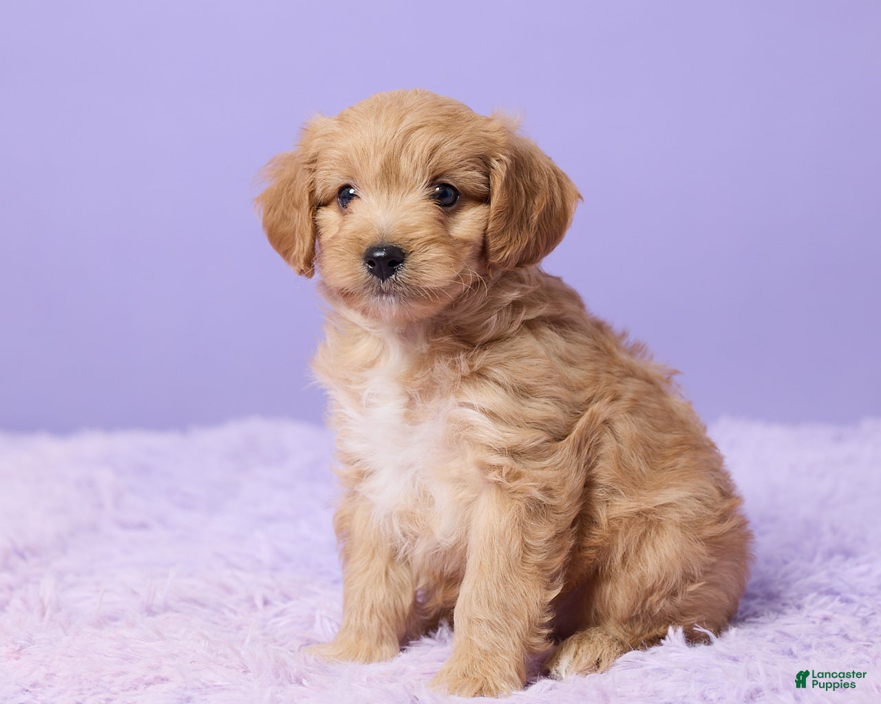 Cavapoo dogs Asher - Ad 2