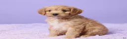 Cavapoo dogs for sale: Asher - Ad 2