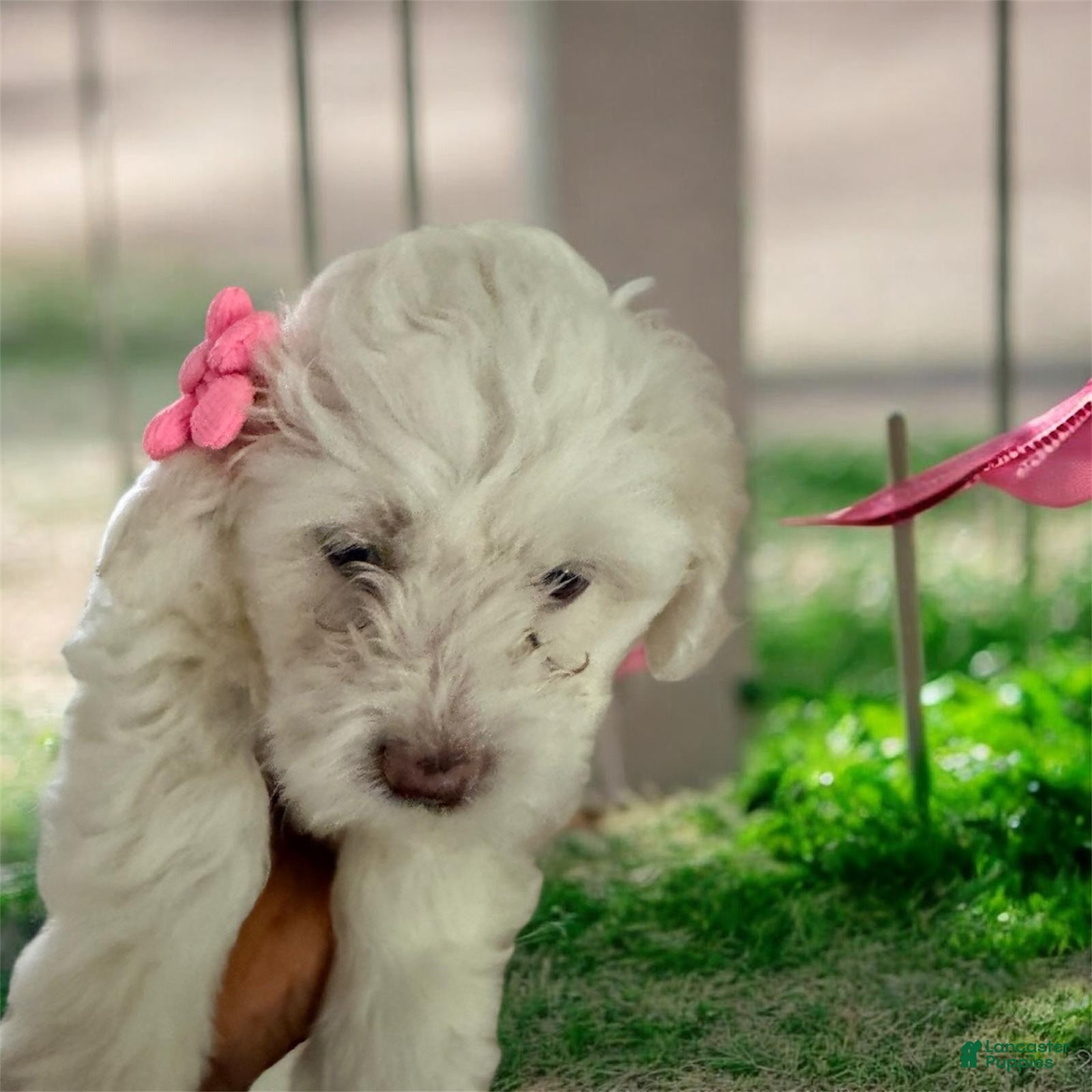 Maltipoo dogs Maltipoo Puppy 2 - Ad 1