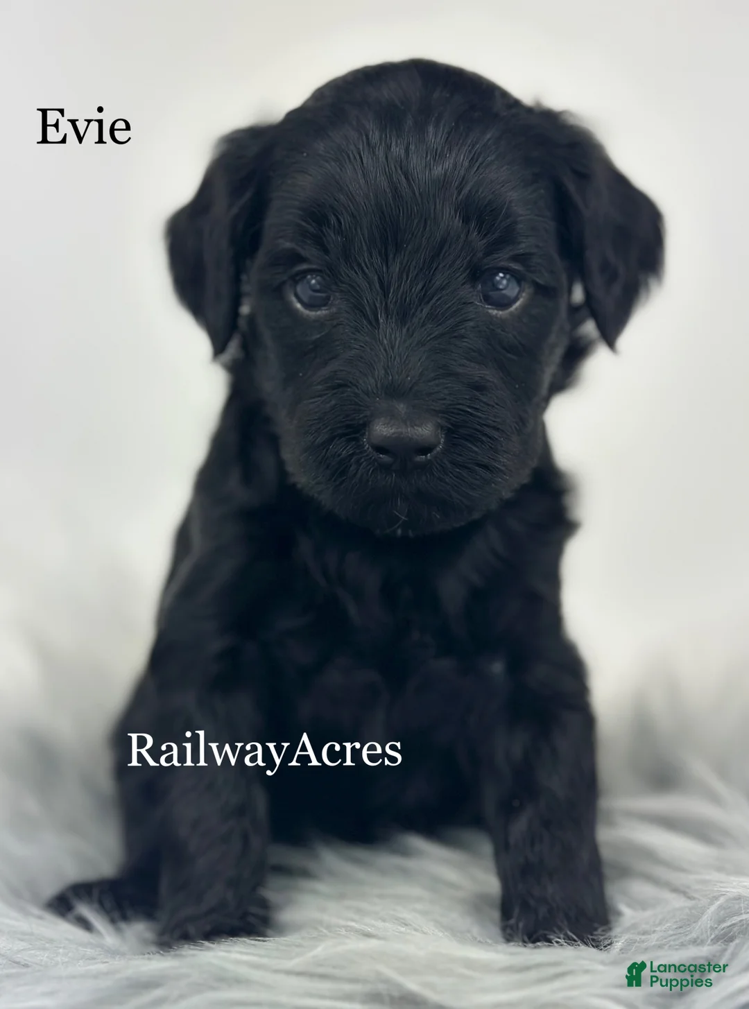 Mixed Breed dogs for sale: Evie - Ad 1