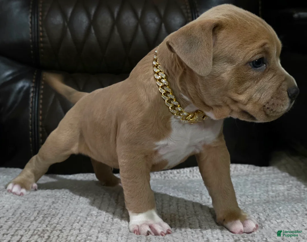 American Pit Bull Terrier dogs for sale: Drakon - Ad 4