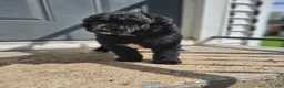 Standard Poodle dogs for sale: Darth Vader - Ad 3