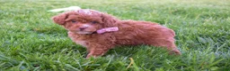 Miniature Poodle dogs for sale: Dahlia 🐶 - Ad 8