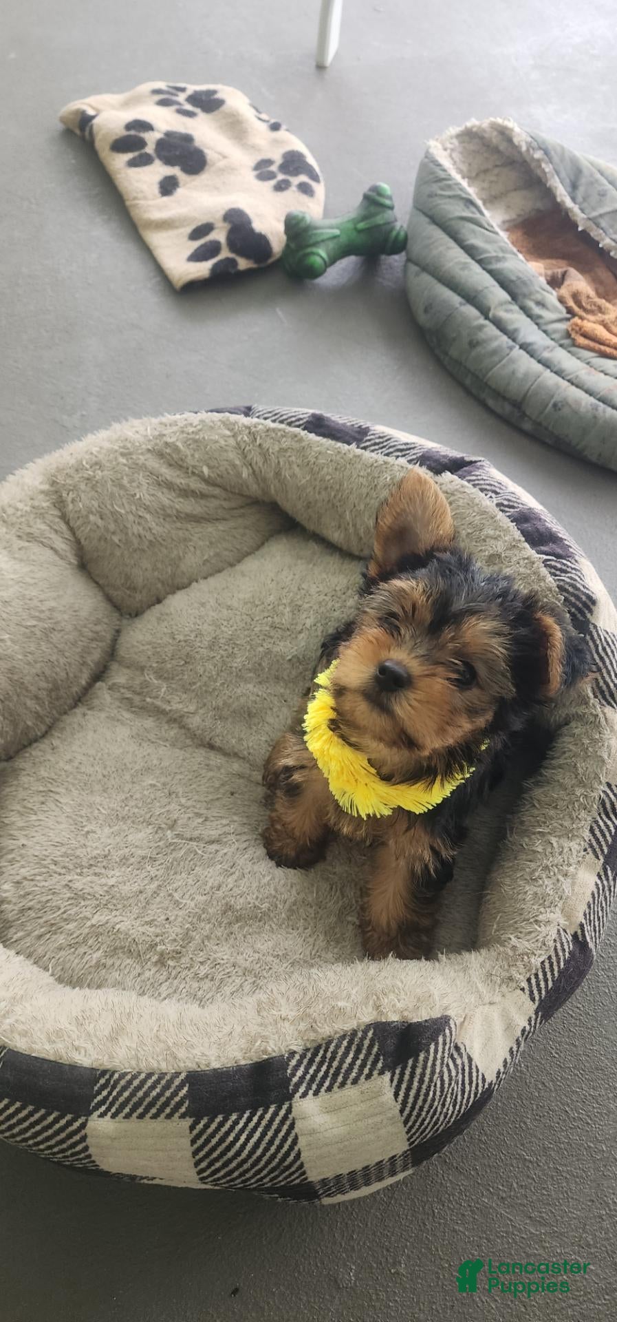 Yorkshire Terrier dogs Yorkshire Terrier yellow girl  - Ad 2