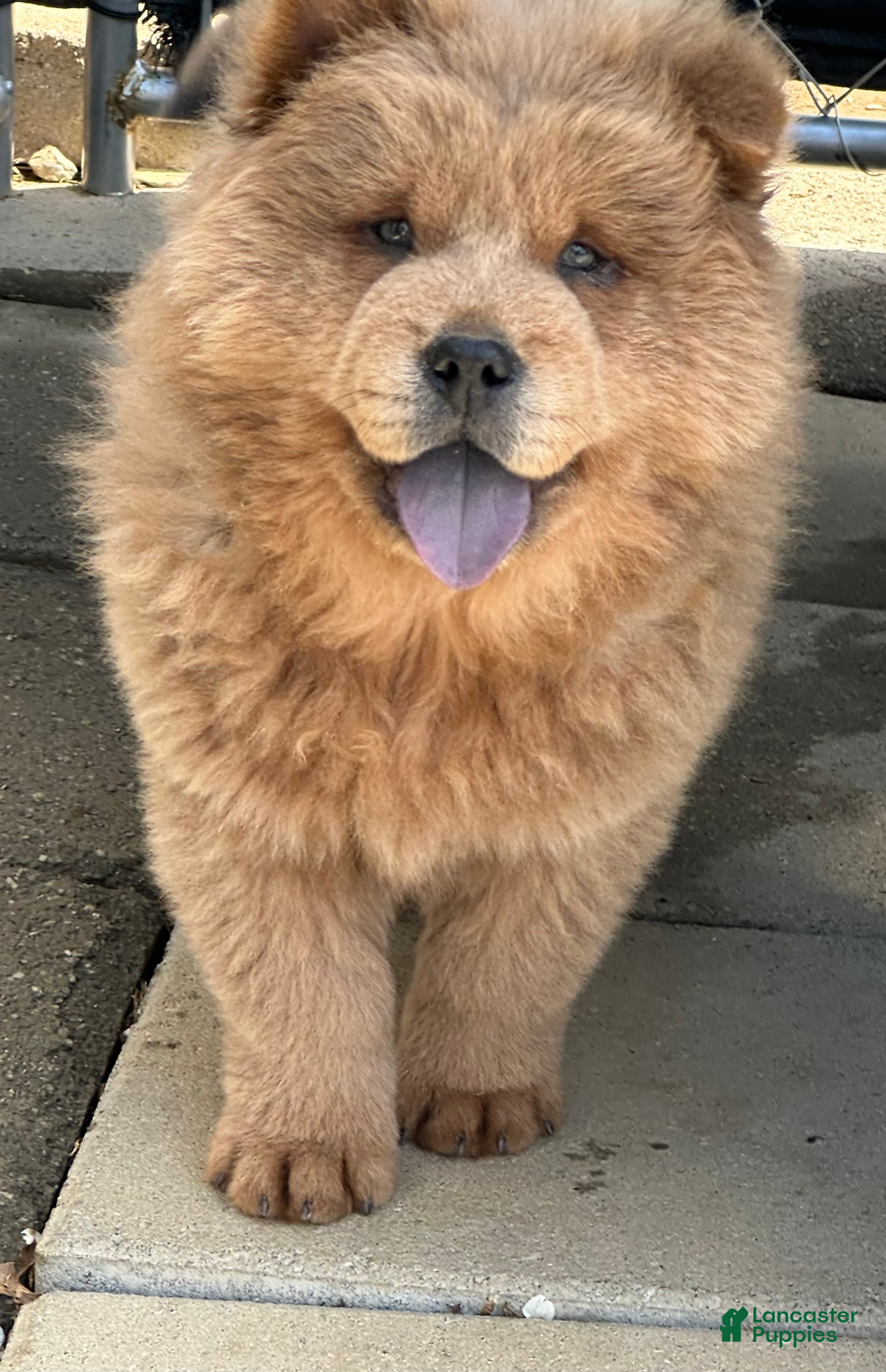 Chow Chow dogs Tank - Ad 5