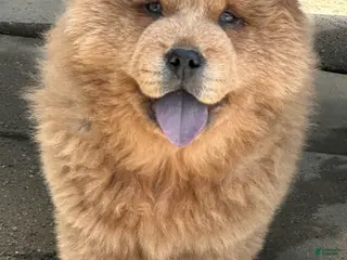 Chow Chow dogs Tank - Ad 5