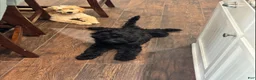 Goldendoodle dogs for sale: Sierra - Ad 3