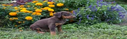 Doberman Pinscher dogs for sale: FIONA - Ad 5