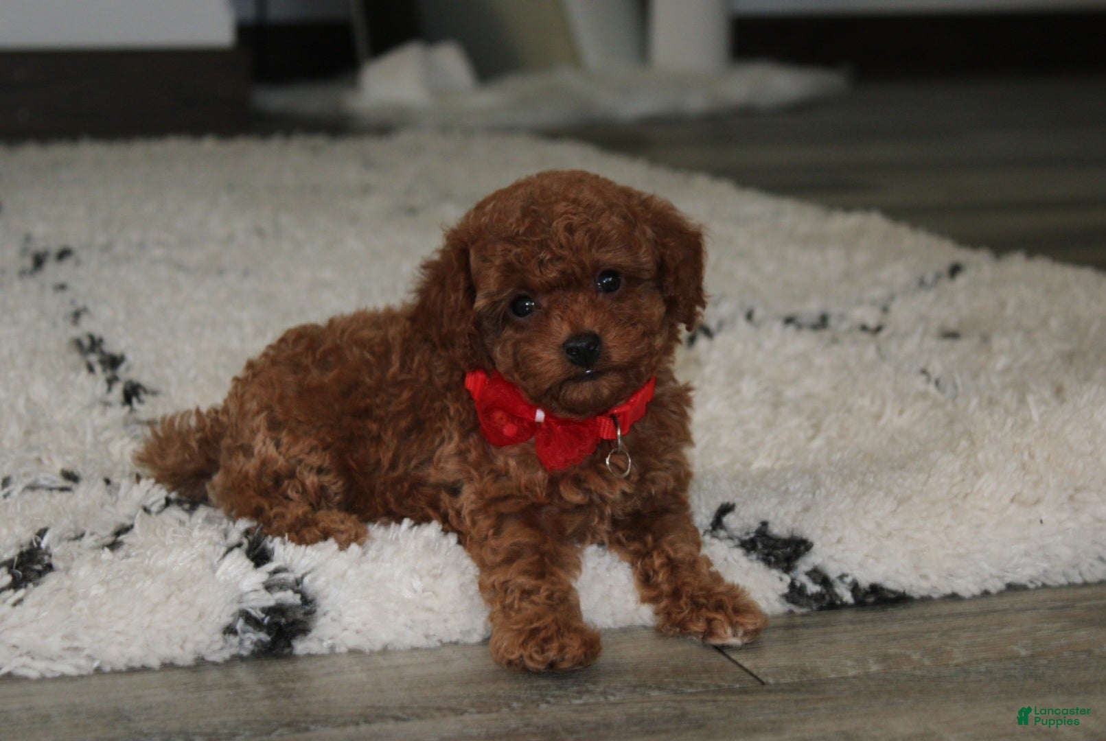 Toy Poodle dogs Archer - Ad 1