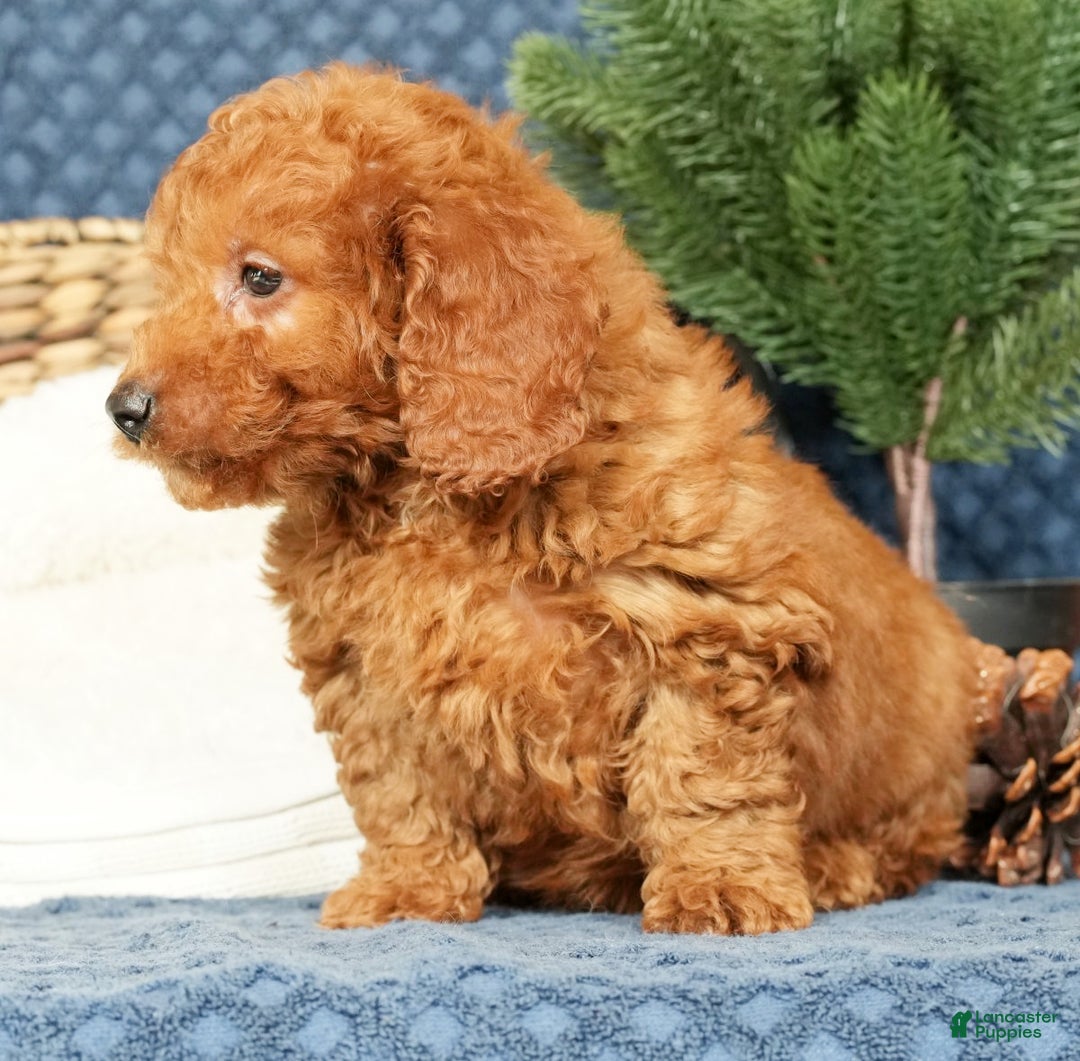 Mini Goldendoodle dogs for sale: Cash - Ad 8