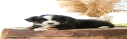 Miniature Australian Shepherd dogs for sale: Chase - Ad 2