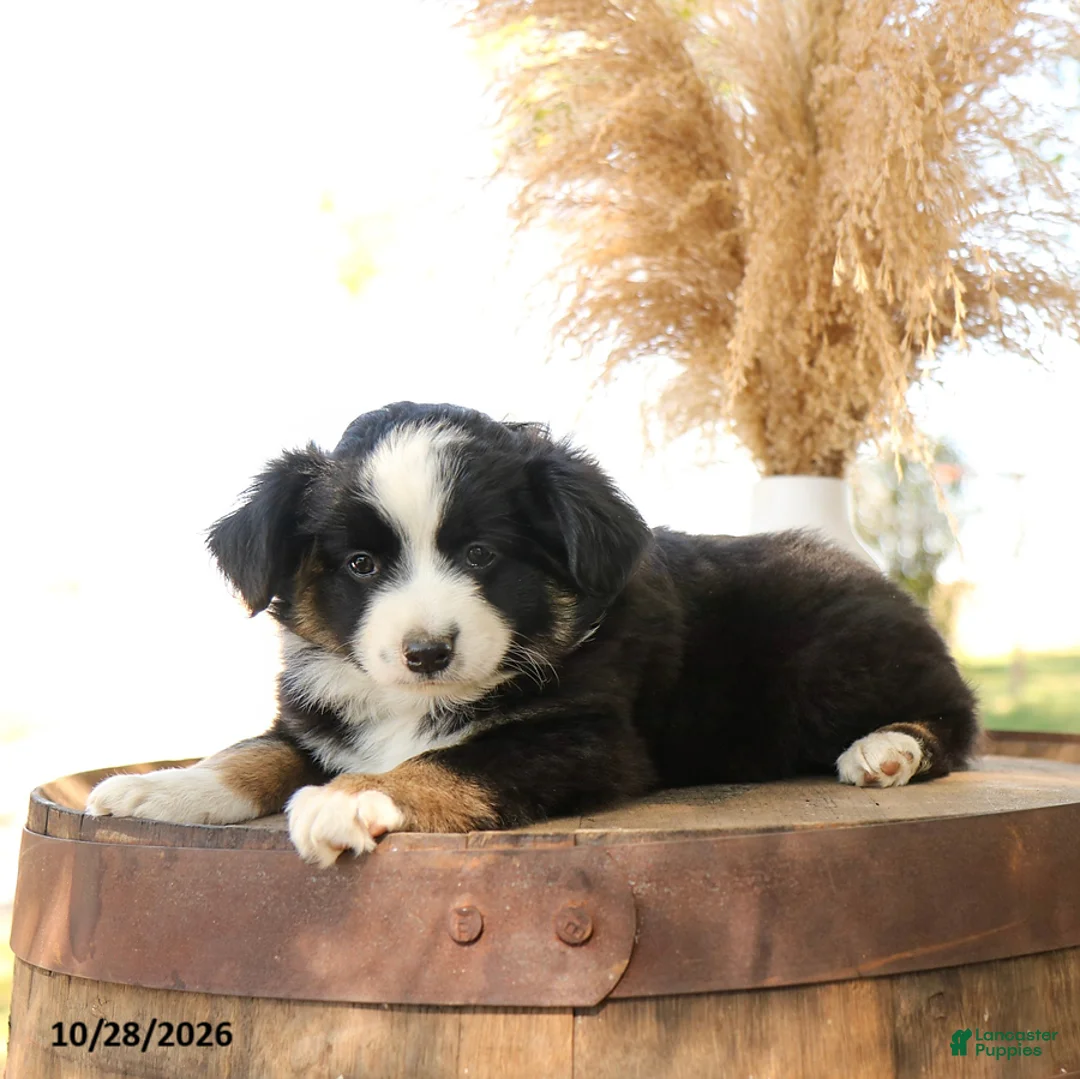 Miniature Australian Shepherd dogs for sale: Chase - Ad 2