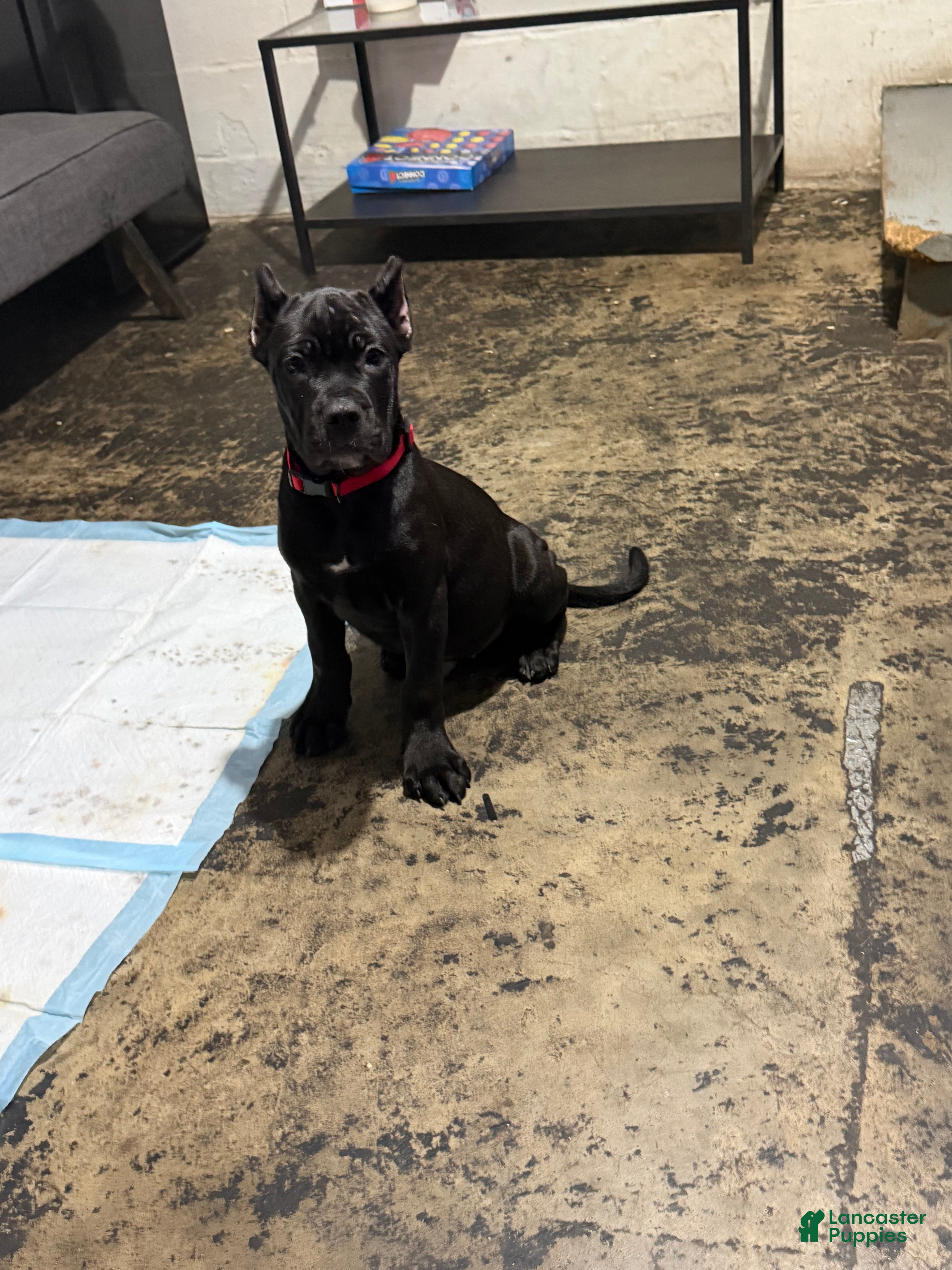Cane Corso dogs for sale: Corso Runt(Orange collar) - Ad 3