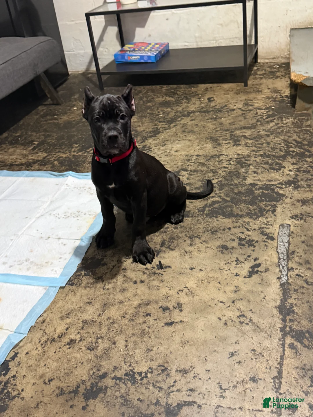 Cane Corso dogs for sale: Corso Runt(Orange collar) - Ad 1