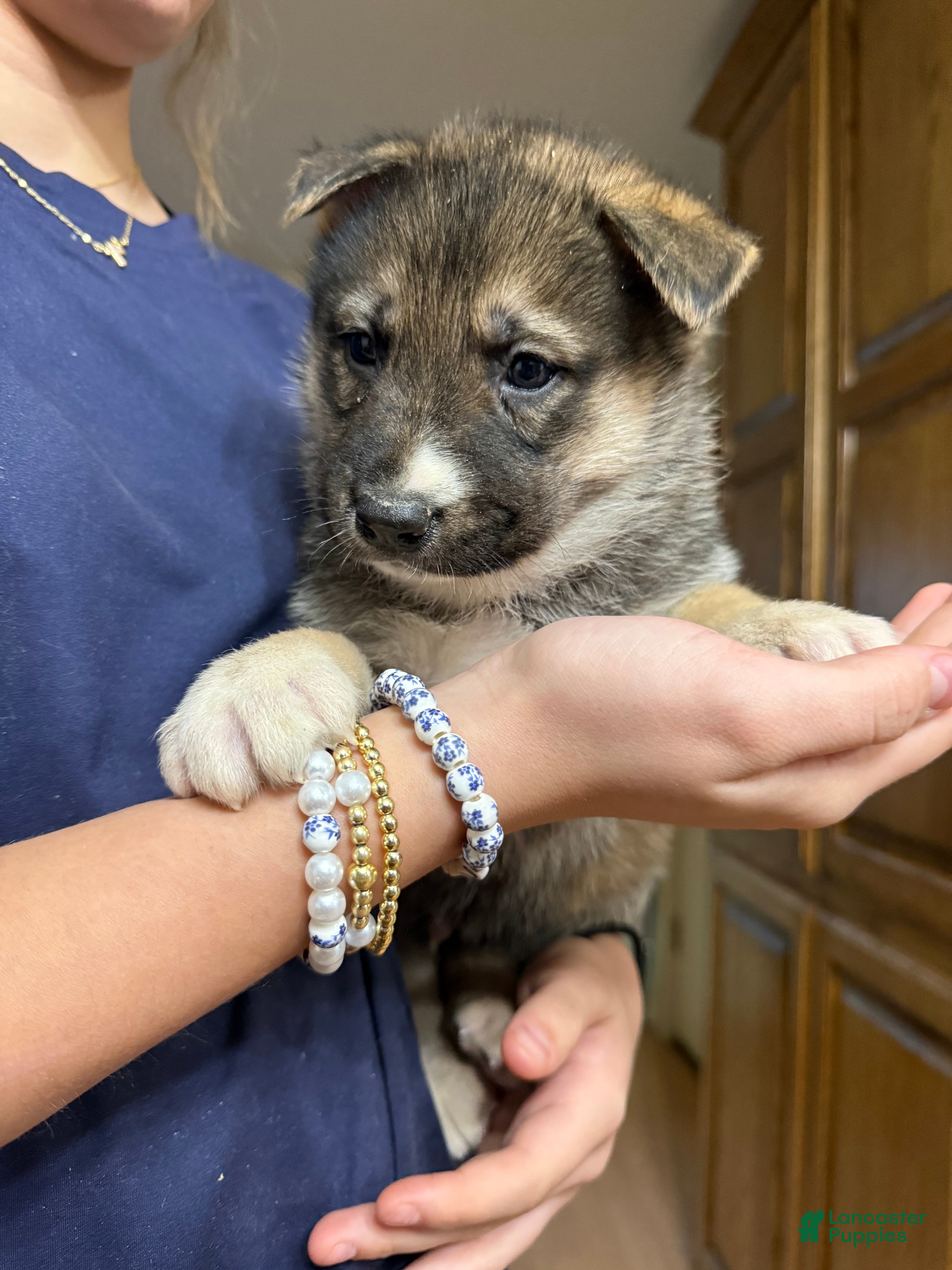 Gerberian Shepsky dogs Blue - Ad 2