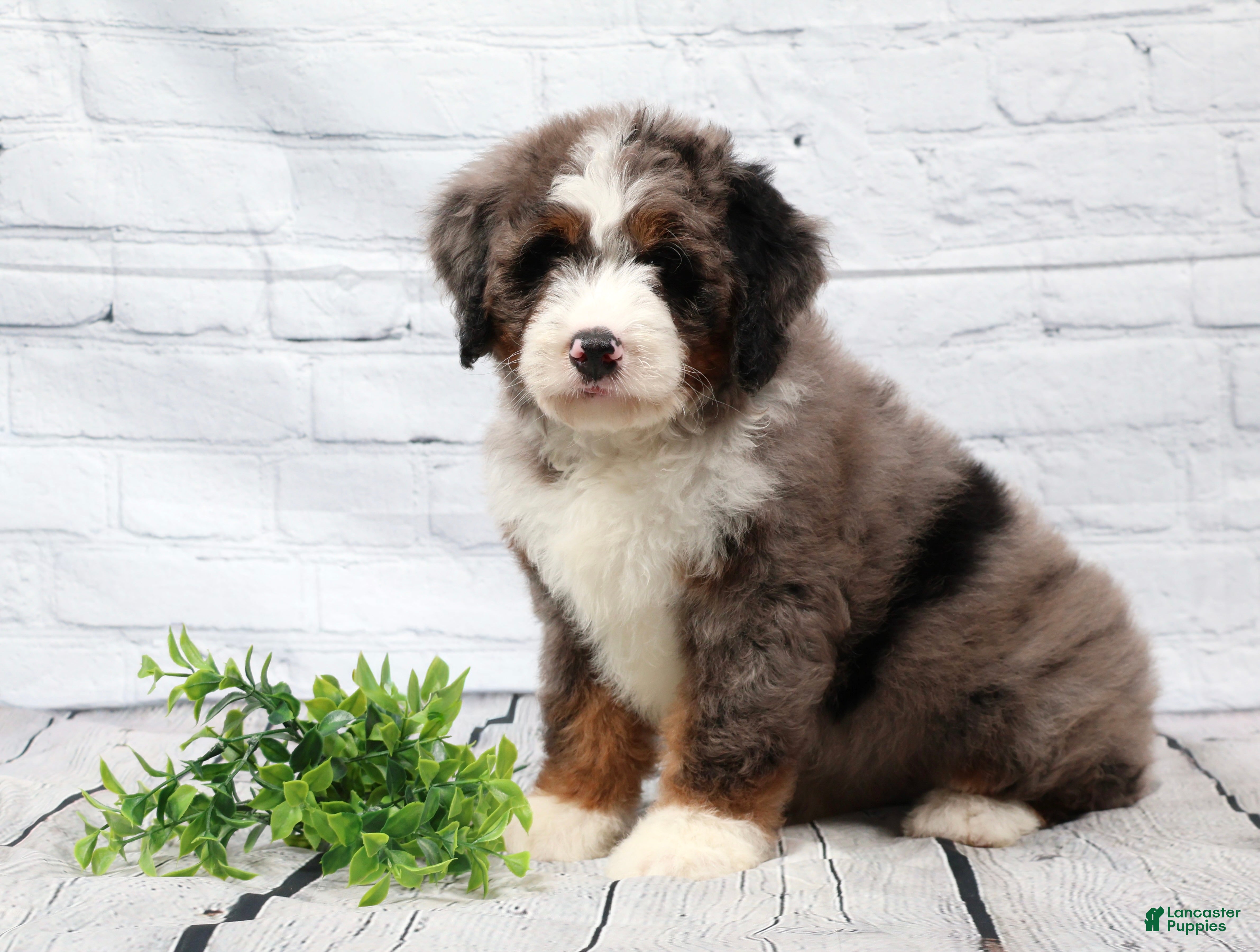 Mini Bernedoodle dogs Frisco  - Ad 1