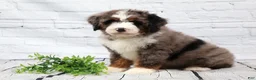 Mini Bernedoodle dogs for sale: Frisco  - Ad 4