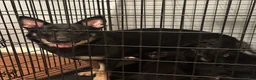 German Shepherd dogs for sale: German Shepherd 2 - Ad 2