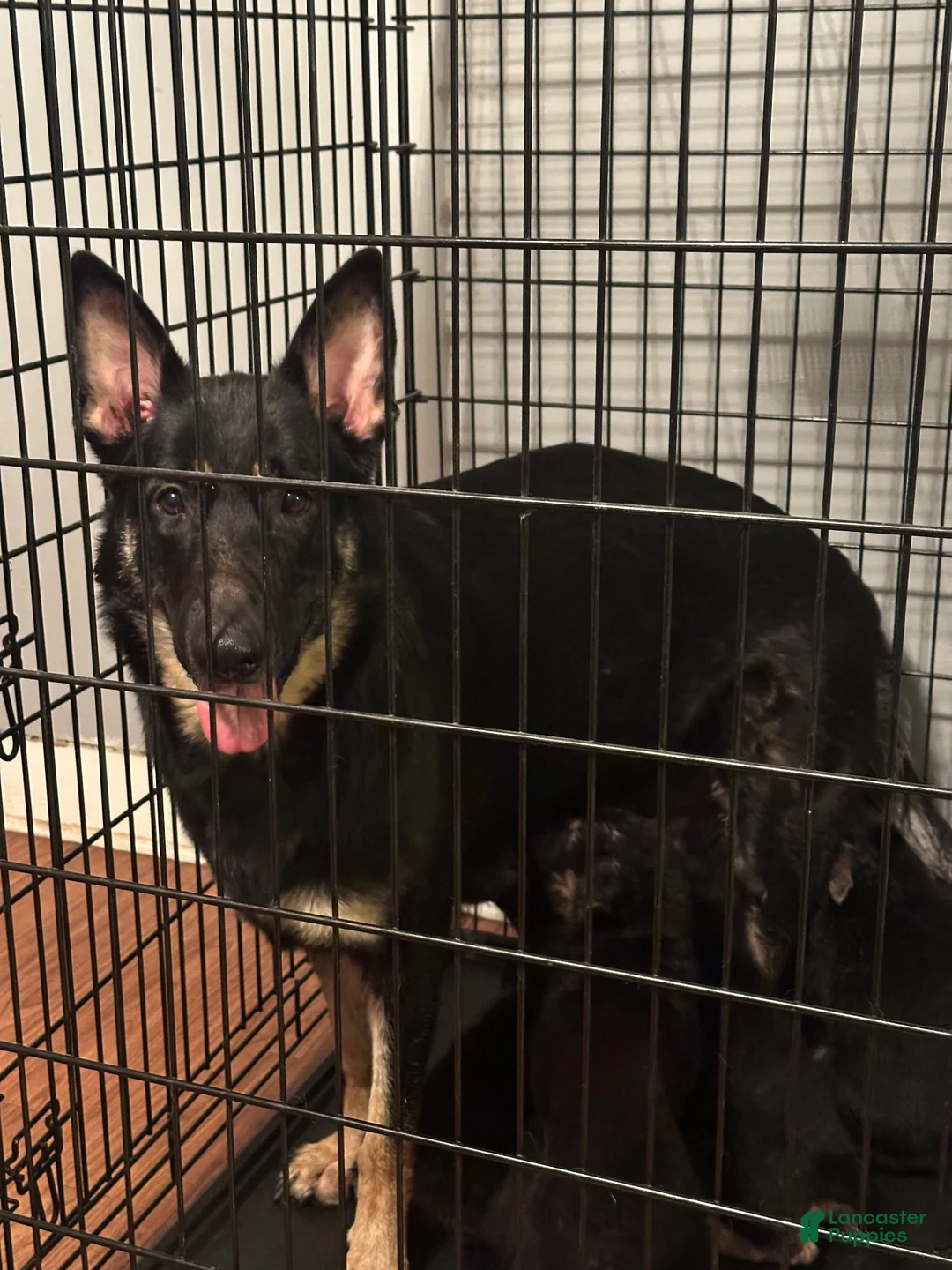 German Shepherd dogs for sale: German Shepherd 2 - Ad 2