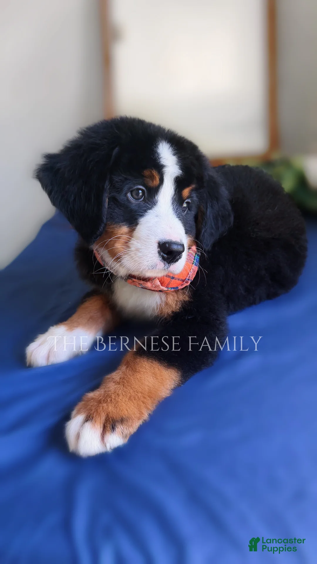 Bernese Mountain Dog dogs for sale: Laser - Ad 7