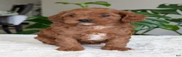 Cavapoo dogs for sale: Sara - Ad 4