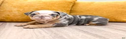 English Bulldog dogs for sale: Charles - Ad 5