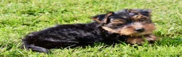 Yorkshire Terrier dogs for sale: Toby - Ad 3