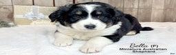 Miniature Australian Shepherd dogs for sale: Bella - Ad 2