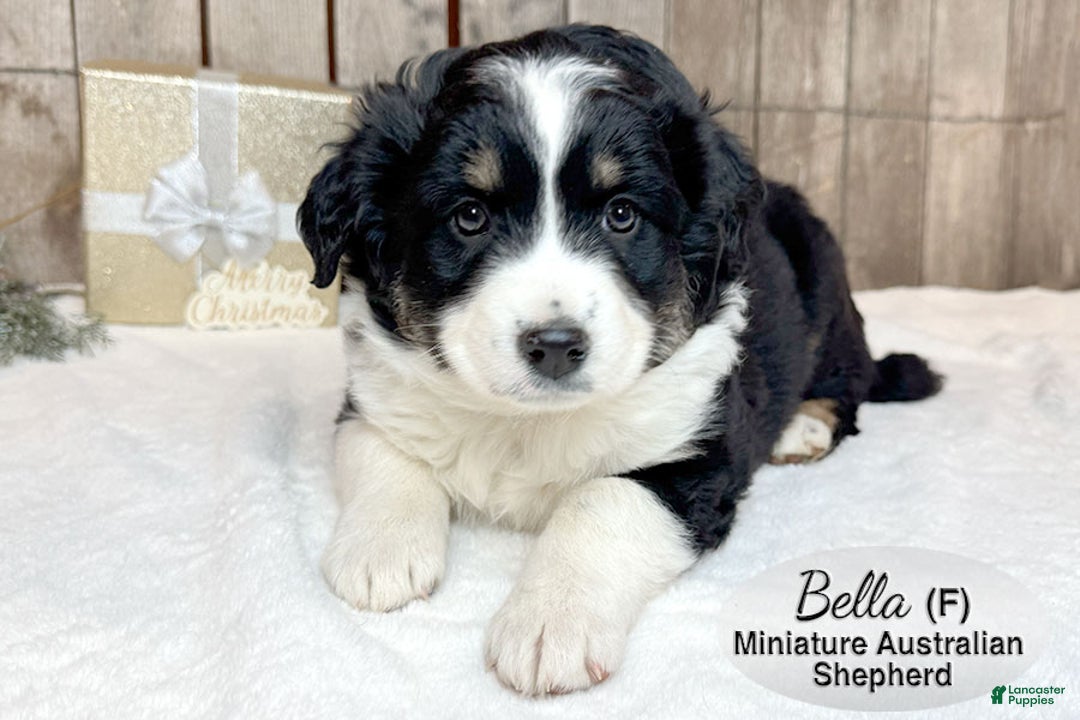 Miniature Australian Shepherd dogs for sale: Bella - Ad 2