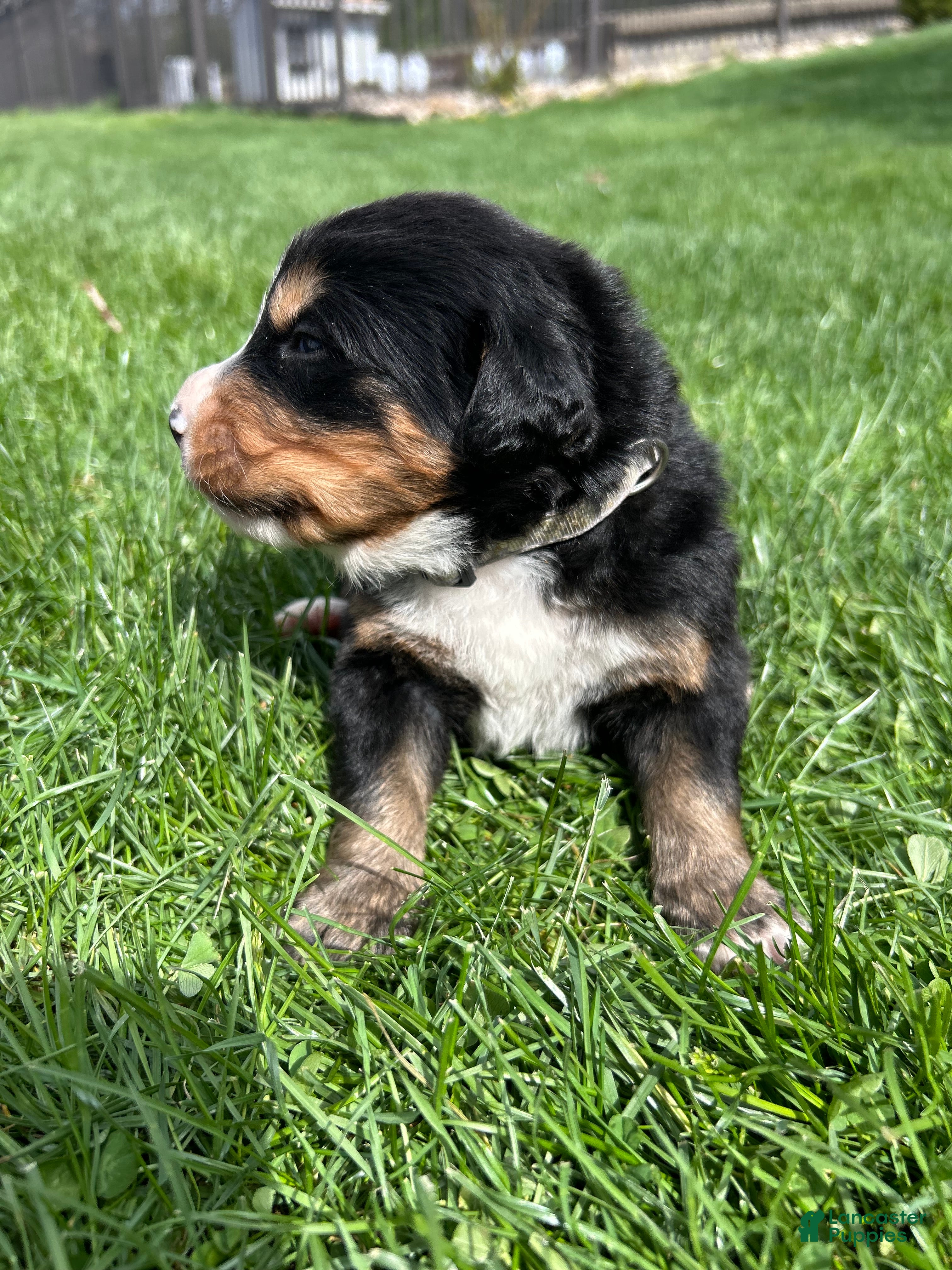 Bernese Mountain Dog dogs Bernese Mountain Dog Puppy 3 - Ad 25