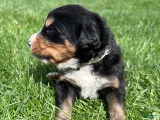 Bernese Mountain Dog dogs Bernese Mountain Dog Puppy 3 - Ad 25