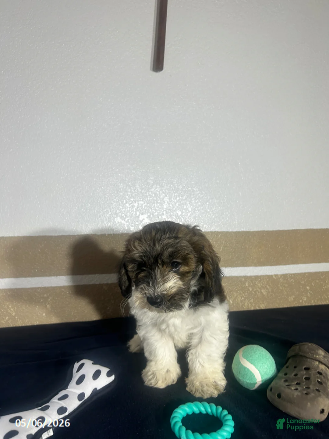 Havapoo dogs for sale: Blake - Ad 4