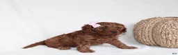 Cavapoo dogs for sale: Bailey - Ad 4