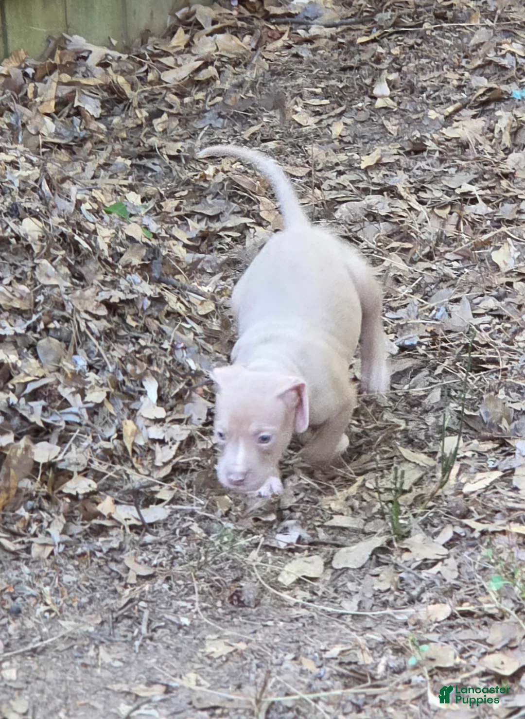 American Pit Bull Terrier dogs for sale: American Pit Bull Terrier Puppy 7 - Ad 1