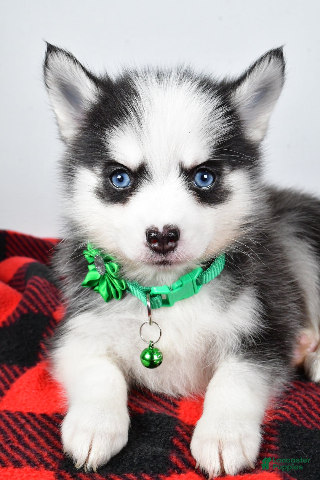 Pomsky dogs for sale: Hilda - Ad 3