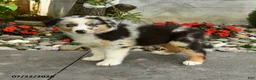 Australian Shepherd dogs for sale: Amelia - Ad 1