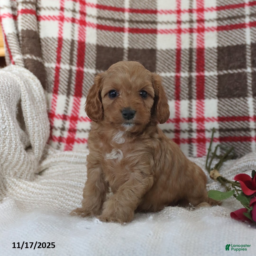 Cavapoo dogs for sale: Kathy - Ad 4