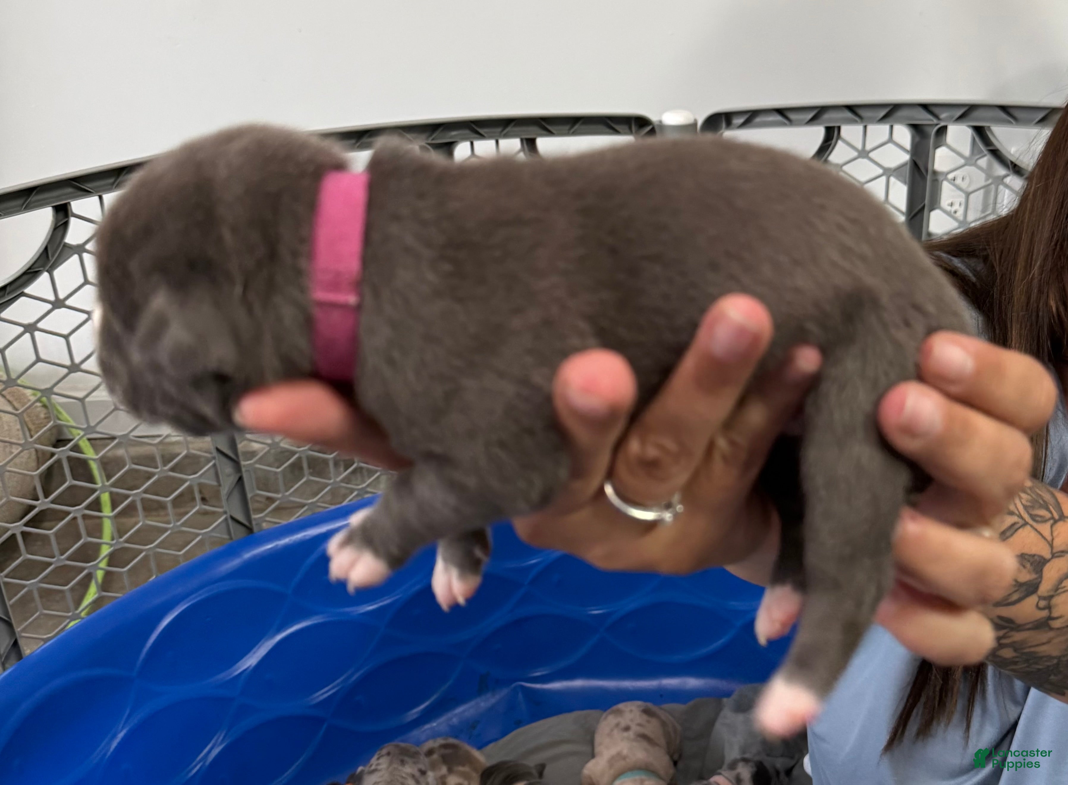 American Bully dogs Sadie - XL American Bully Puppy  - Ad 34
