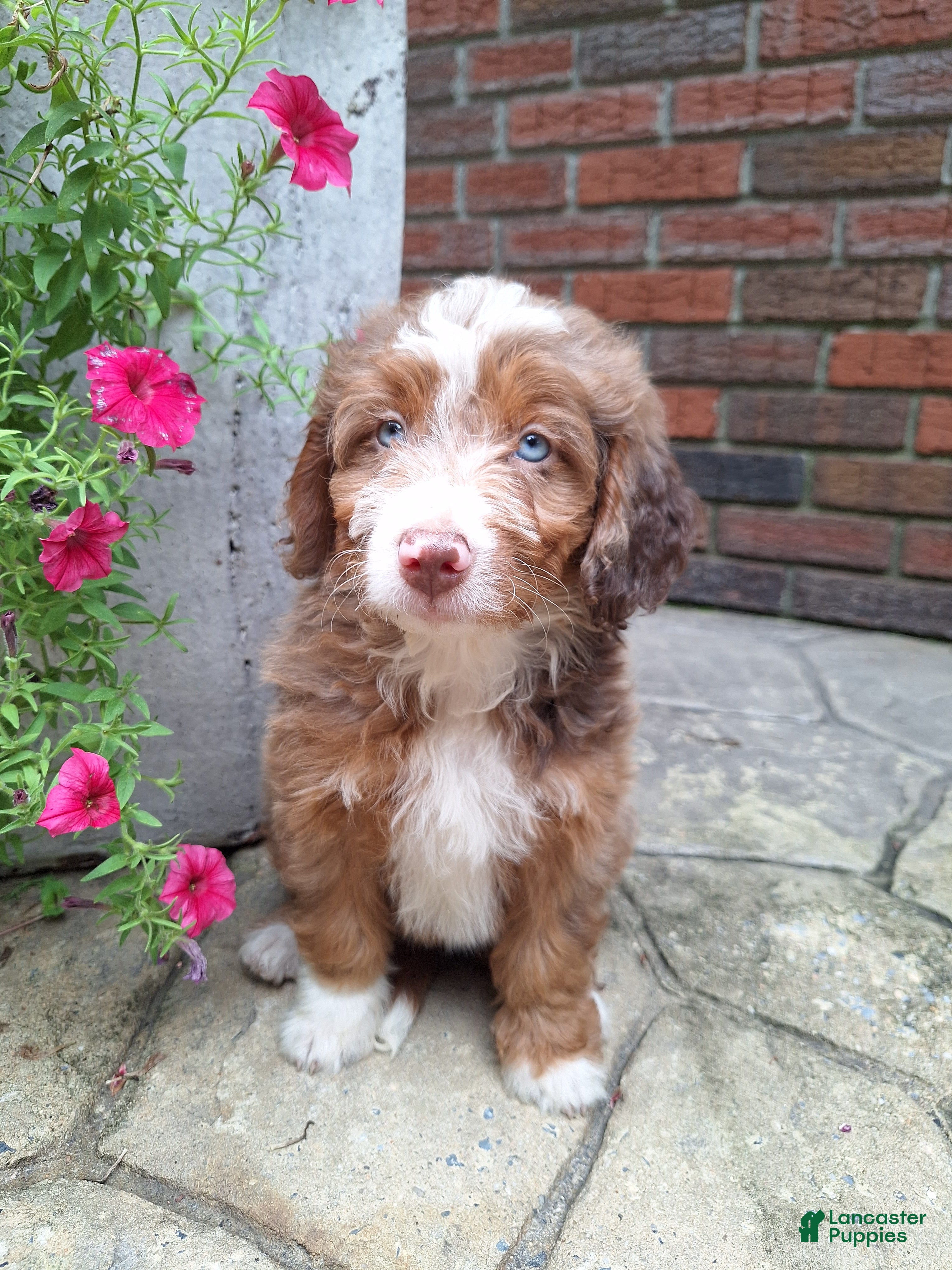 Mini Bernedoodle dogs Daisy - Ad 2
