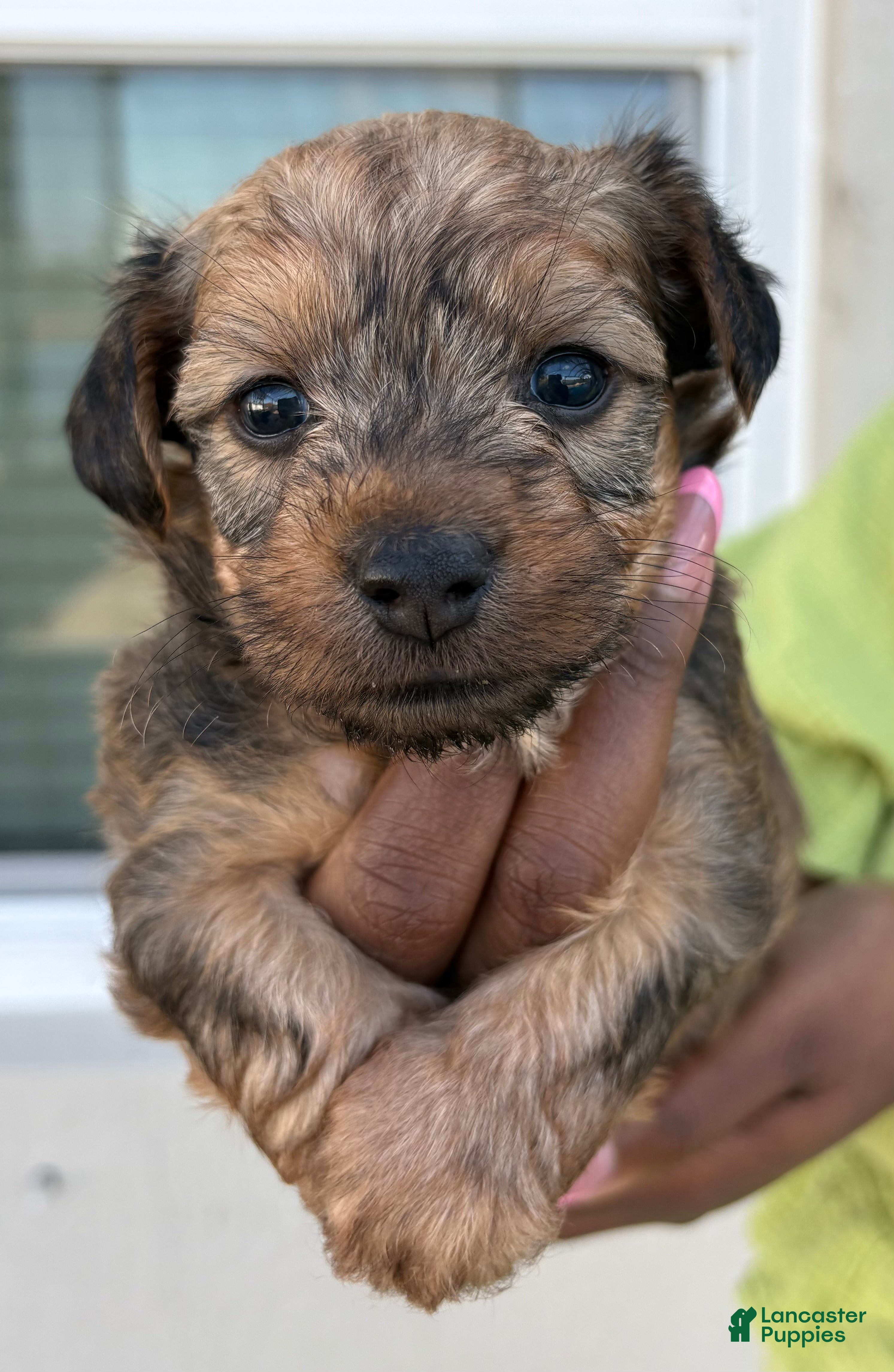 Yorkiepoo dogs Yorkiepoo Puppy 2 - Ad 2