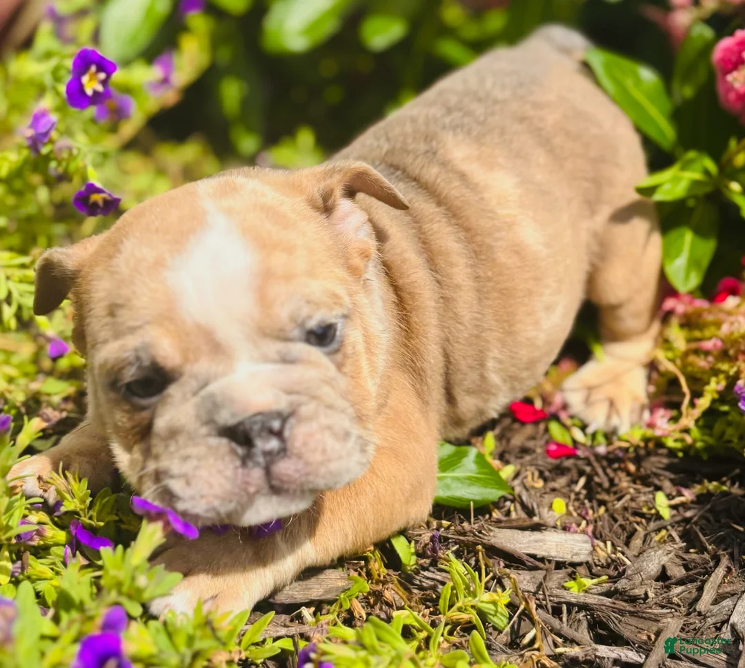 English Bulldog dogs for sale: Roby - 73727 - Ad 2