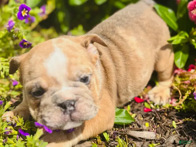 English Bulldog dogs for sale: Roby - 73727 - Ad 2
