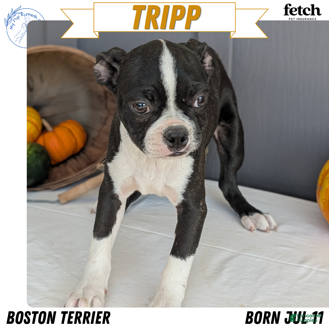 Boston Terrier dogs for sale: Tripp - Ad 1