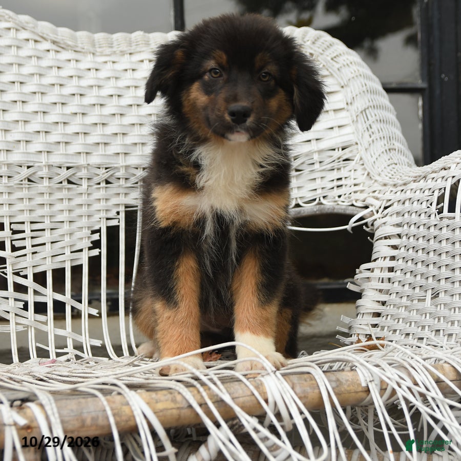 Australian Shepherd dogs for sale: Sage - Ad 2