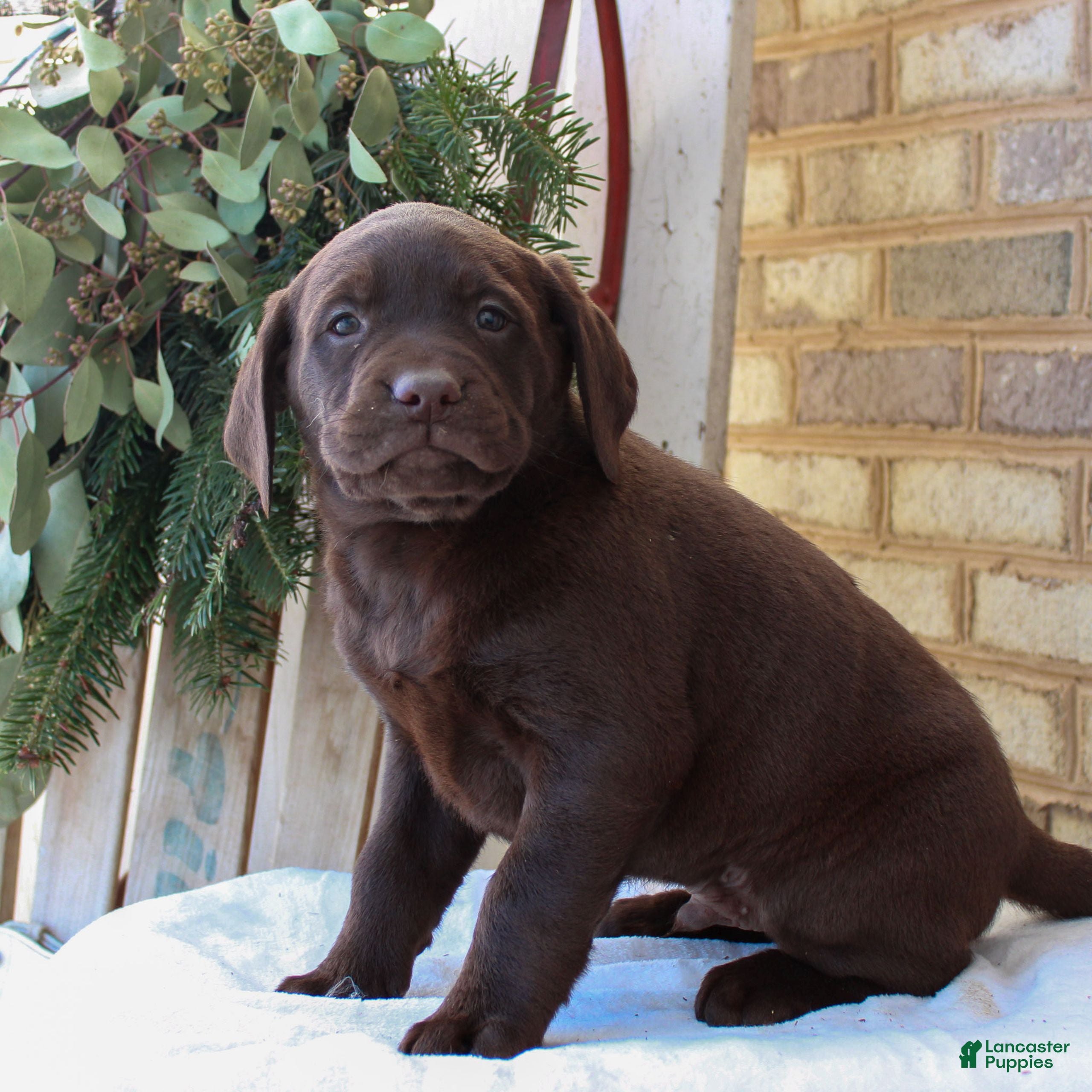 Labrador Retriever dogs Benny  - Ad 7