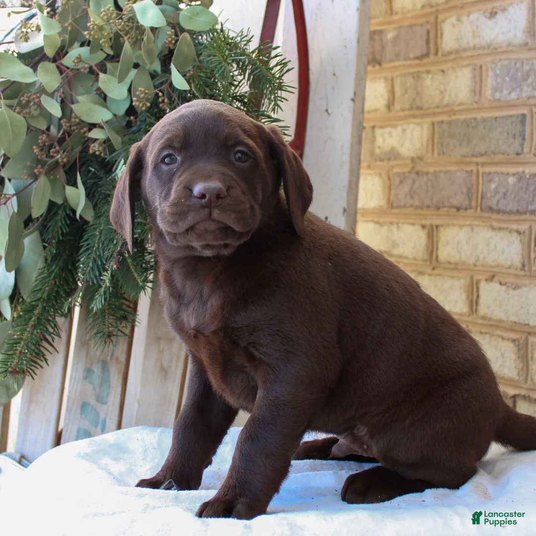 Labrador Retriever dogs for sale: Benny  - Ad 1