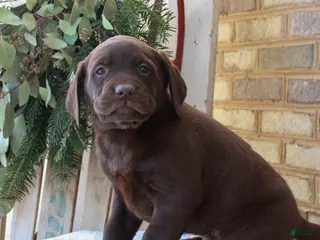 Labrador Retriever dogs Benny - Ad 7