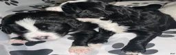 Bernedoodle dogs for sale: Santo Jr - Ad 2