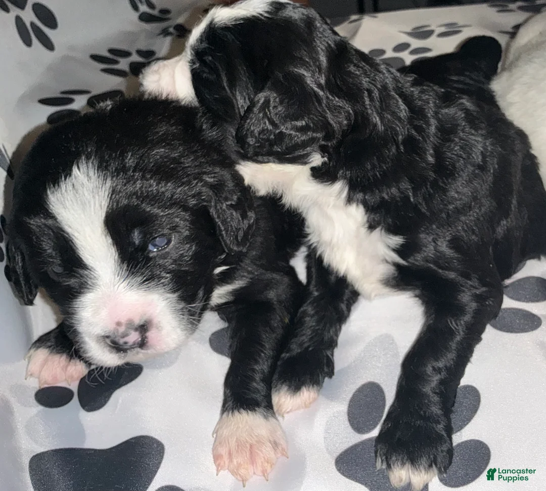 Bernedoodle dogs for sale: Santo Jr - Ad 2